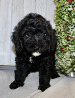 Mini Labradoodle