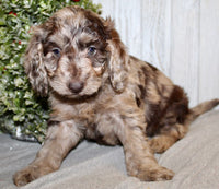Mini Labradoodle