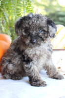 Mini Labradoodle