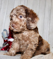 Mini Labradoodle