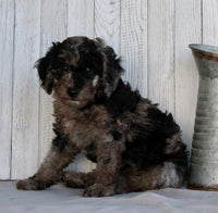 Mini Labradoodle