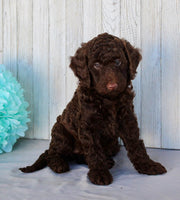 Mini Labradoodle