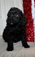 Mini Labradoodle