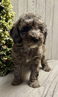 Mini Labradoodle