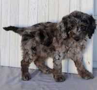Mini Labradoodle