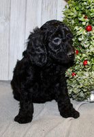 Mini Labradoodle