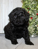 Mini Labradoodle 