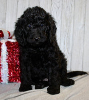 Mini Labradoodle