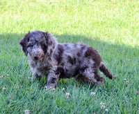 Mini Labradoodle