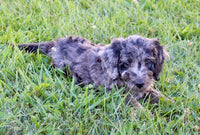 Mini Labradoodle