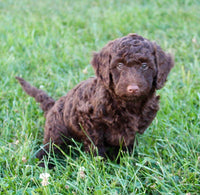 Mini Labradoodle