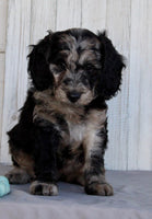 Mini Labradoodle