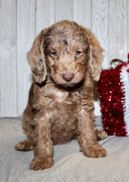 Mini Labradoodle