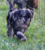 Mini Labradoodle