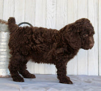 Mini Labradoodle