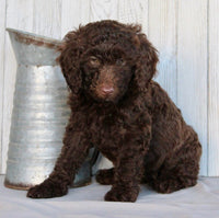 Mini Labradoodle