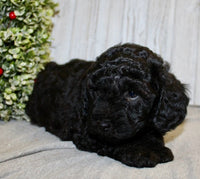 Mini Labradoodle 