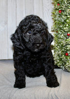 Mini Labradoodle