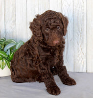 Mini Labradoodle