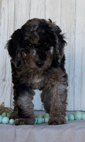 Mini Labradoodle