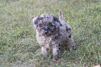 Mini Labradoodle