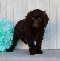 Mini Labradoodle