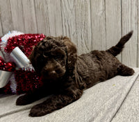 Mini Labradoodle