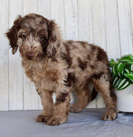 Mini Labradoodle