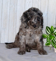 Mini Labradoodle