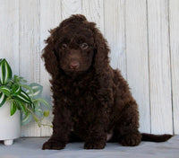 Mini Labradoodle