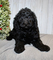 Mini Labradoodle