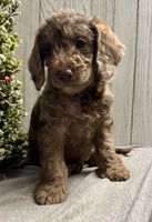 Mini Labradoodle