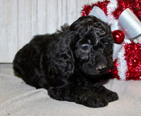 Mini Labradoodle