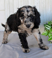 Mini Labradoodle
