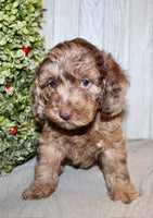 Mini Labradoodle