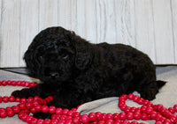 Mini Labradoodle 