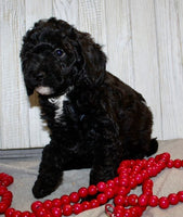 Mini Labradoodle