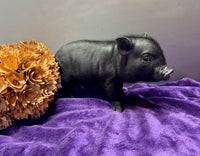 Mini Pot Belly Pig