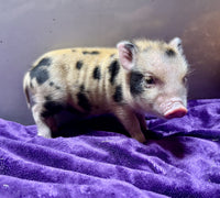 Mini Pot Belly Pig