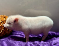 Mini Pot Belly Pig
