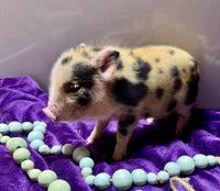 Mini Pot Belly Pig