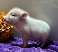 Mini Pot Belly Pig