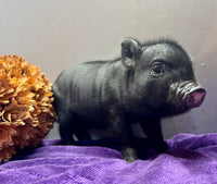 Mini Pot Belly Pig
