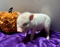 Mini Pot Belly Pig