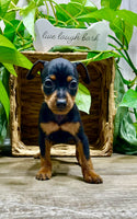Miniature Pinscher