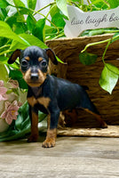 Miniature Pinscher
