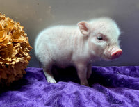 Mini Pot Belly Pig