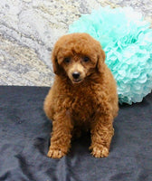 Mini Poodle