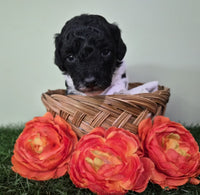 Mini Poodle