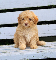  Mini Poodle